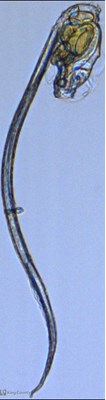 Photo of Oikopleura